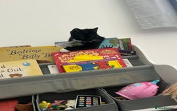British Shorthair cats for sale: Tux needs a new home.  - Image 3