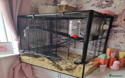 Gerbil rodents for sale: 2 beautiful gerbils for sale with cage - Image 5