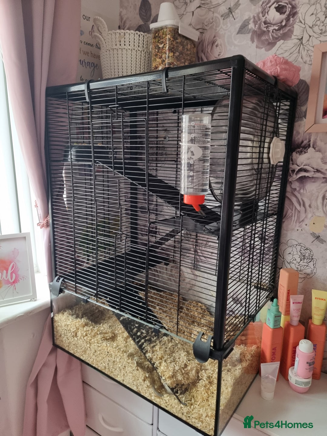 Gerbil rodents for sale: 2 beautiful gerbils for sale with cage - Image 5