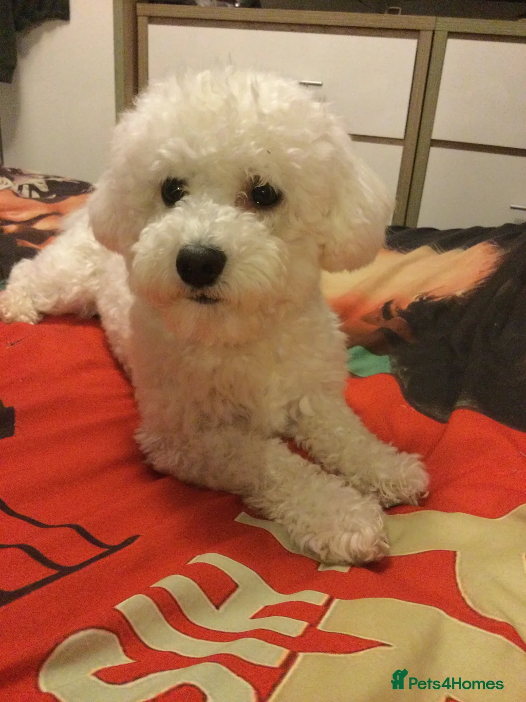 Bichon Frise dogs for stud: Bichon frise for stud  in Atherstone - Advert 4