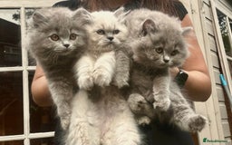 British Shorthair cats for sale: Ready For Forever Homes Soon! - Image 2