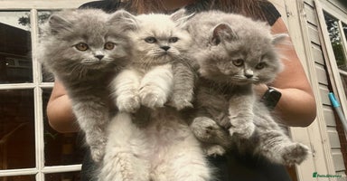 British Shorthair cats - Advert 17