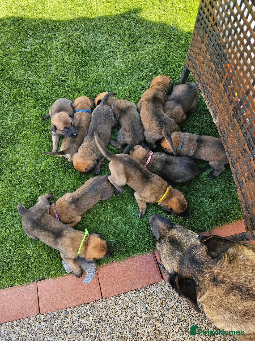 Belgian Shepherd Dog dogs for sale: Belgian Malinois Puppies in Sunderland - Advert 1