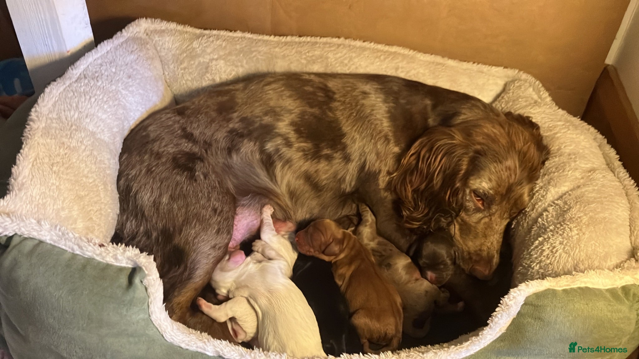 Cocker Spaniel dogs Beautiful & unique Cocker Spaniel litter  - Advert 1