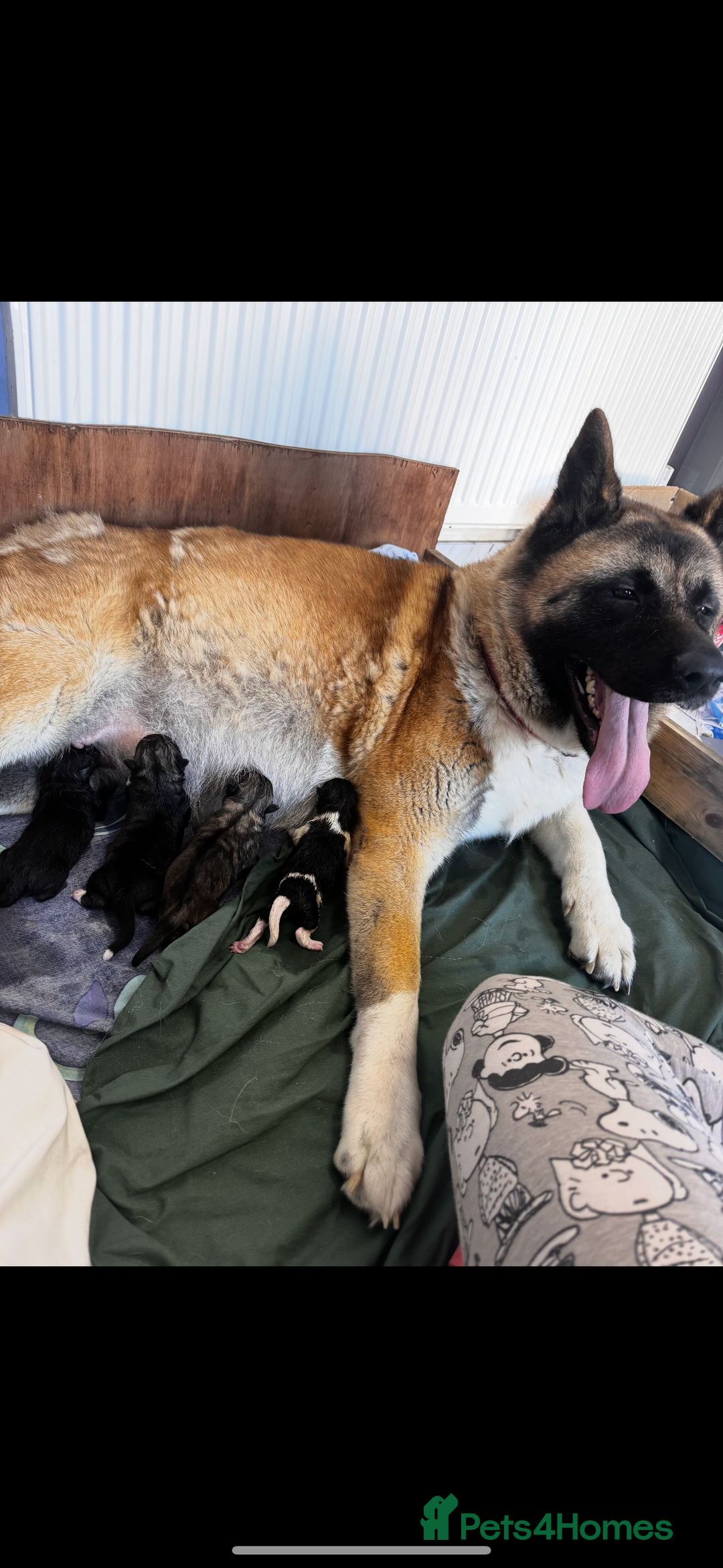 Gallery Image {{count}}