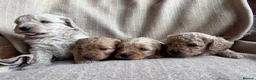 Cavapoochon dogs for sale: Beautiful Cavapoochon Puppies - Advert 2