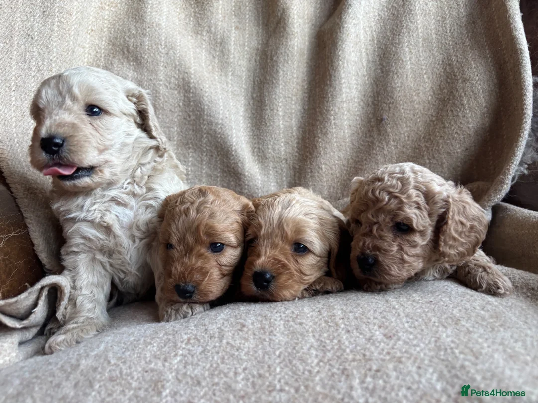 Cavapoochon dogs for sale: Beautiful Cavapoochon Puppies - Advert 2