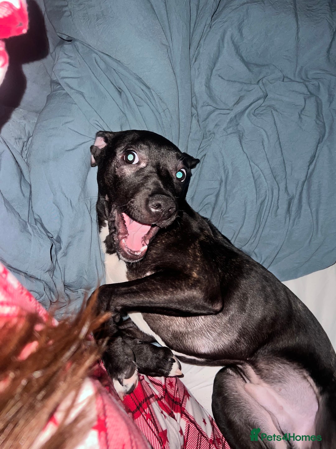 Mixed Breed dogs for sale: Staffy mix brindle male - Image 9