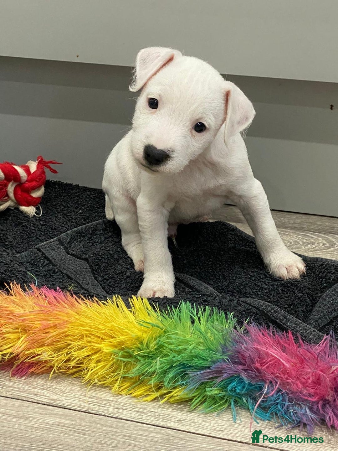 Jack Russell dogs for sale: Jack Russell Parson Type Dig Puppies for Sale - Advert 4