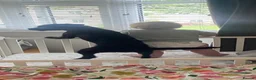 Patterdale Terrier dogs for sale: Frank 🐾🐕‍🦺 in Wirral - Advert 4