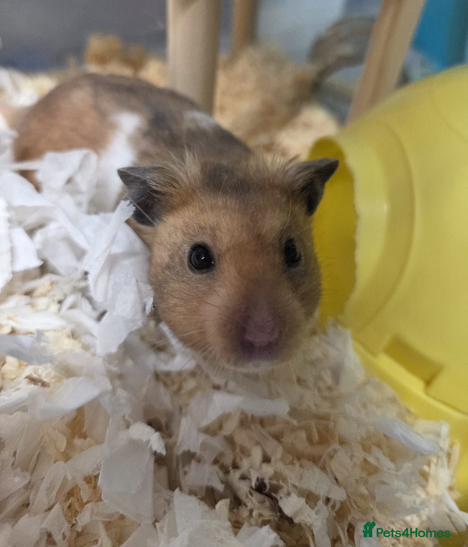 Hamster rodents Male Syrian Hamster Pedigree Well Handled  - Advert 13