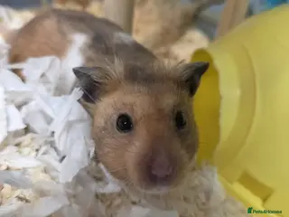 Hamster rodents Male Syrian Hamster Pedigree Well Handled - Advert 13