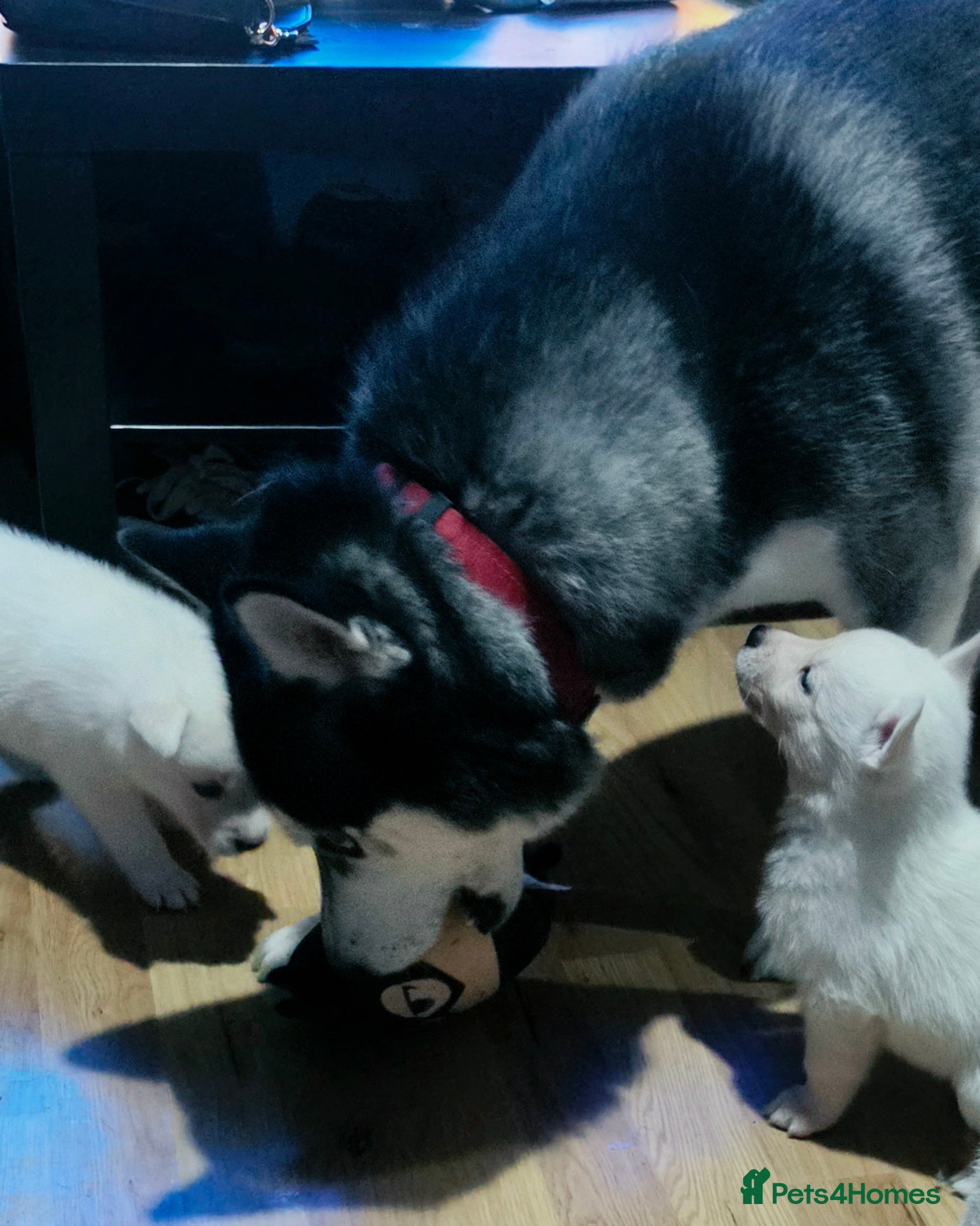 Siberian Husky dogs 2/8 Siberian Husky puppies ready 10th april - Advert 6