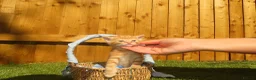 Mixed Breed cats for sale: Full ginger and mix litter kittens  - Advert 16