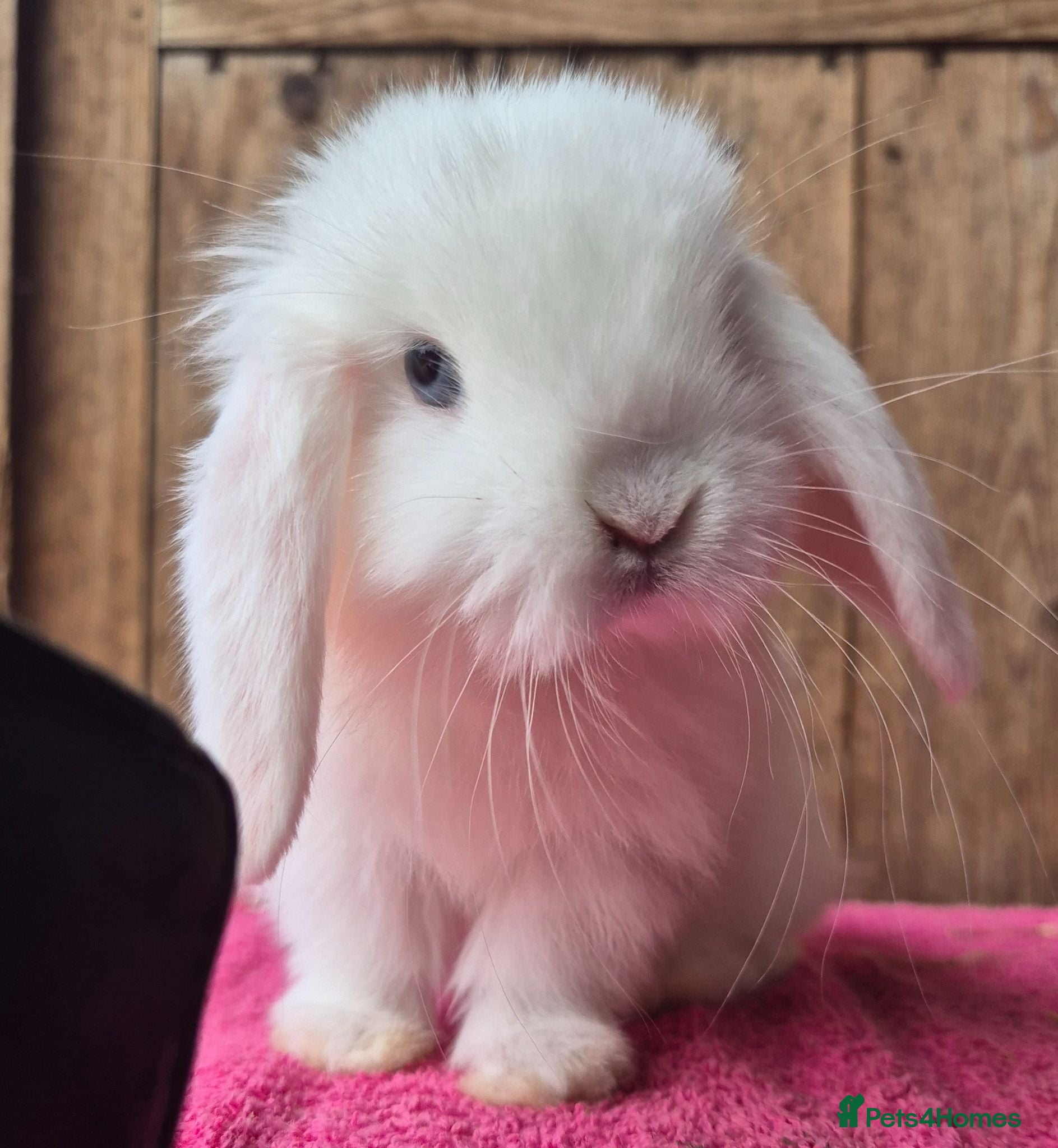 Mini Lop rabbits Baby Mini lop ready now - Advert 17