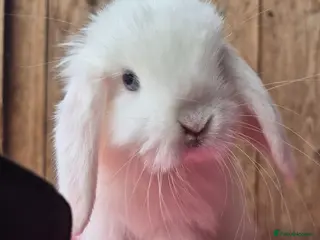 Mini Lop rabbits Baby Mini lop ready now - Advert 17
