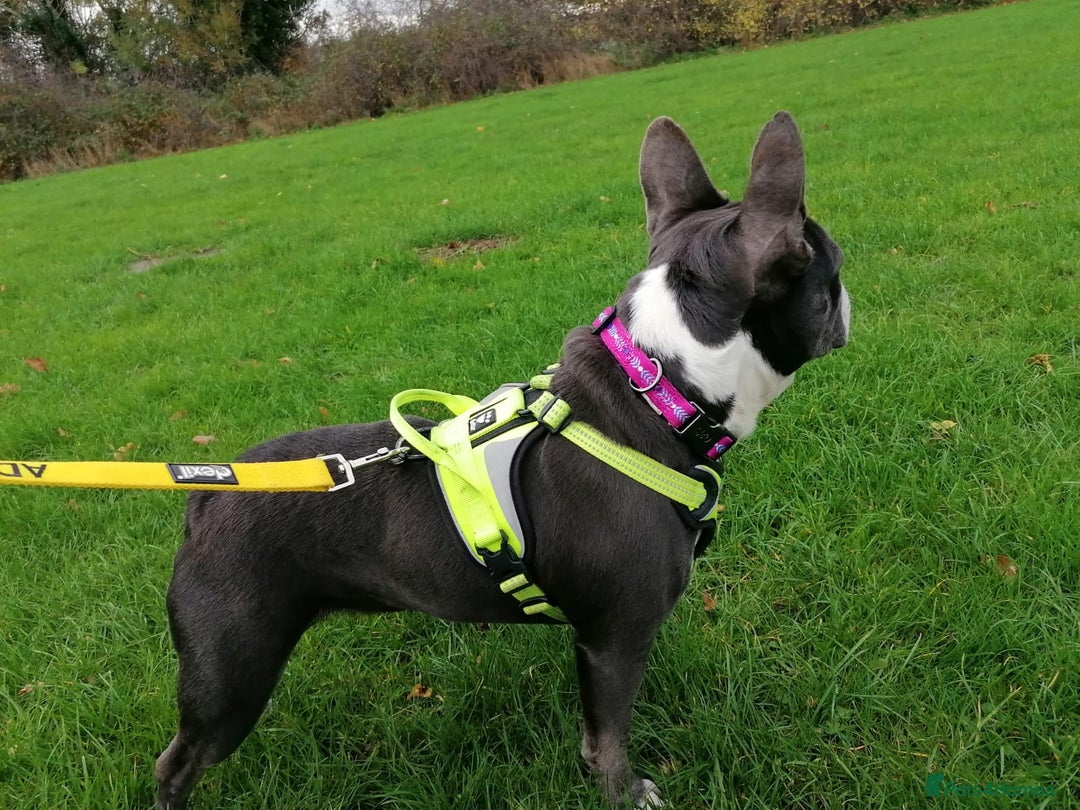 Mixed Breed dogs for adoption: ❤️Binx - 3 yo Frenchie x Boston terrier girl ❤️ - Image 8
