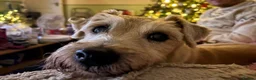Mixed Breed dogs for sale: Looking for forever home - Advert 3