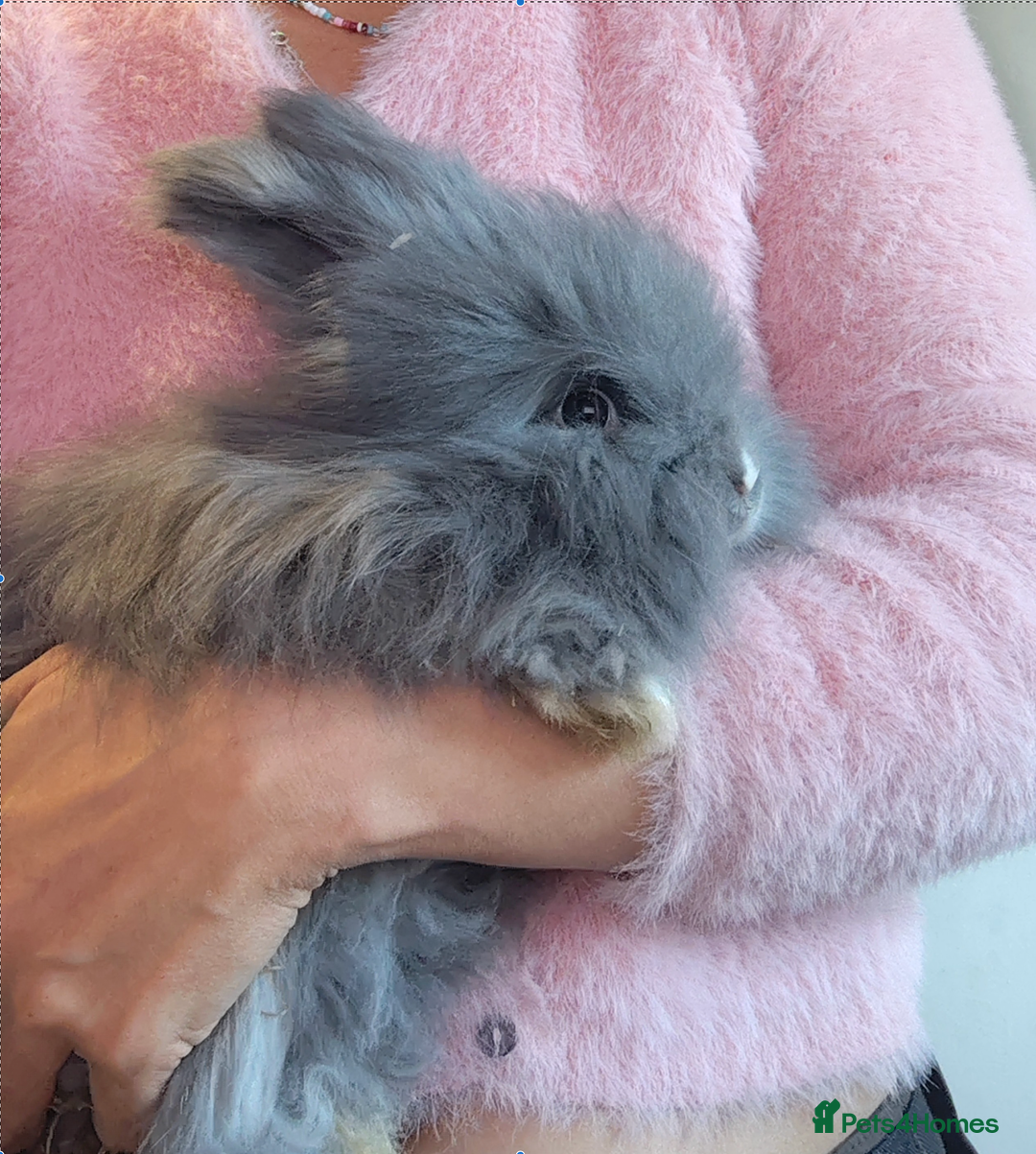Angora rabbits for sale: ✻ Stunning Pure Bred Angora Rabbits ✻ - Advert 1