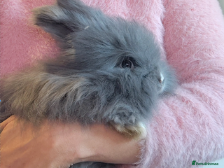 Angora rabbits for sale: ✻ Stunning Pure Bred Angora Rabbits ✻ - Advert 1