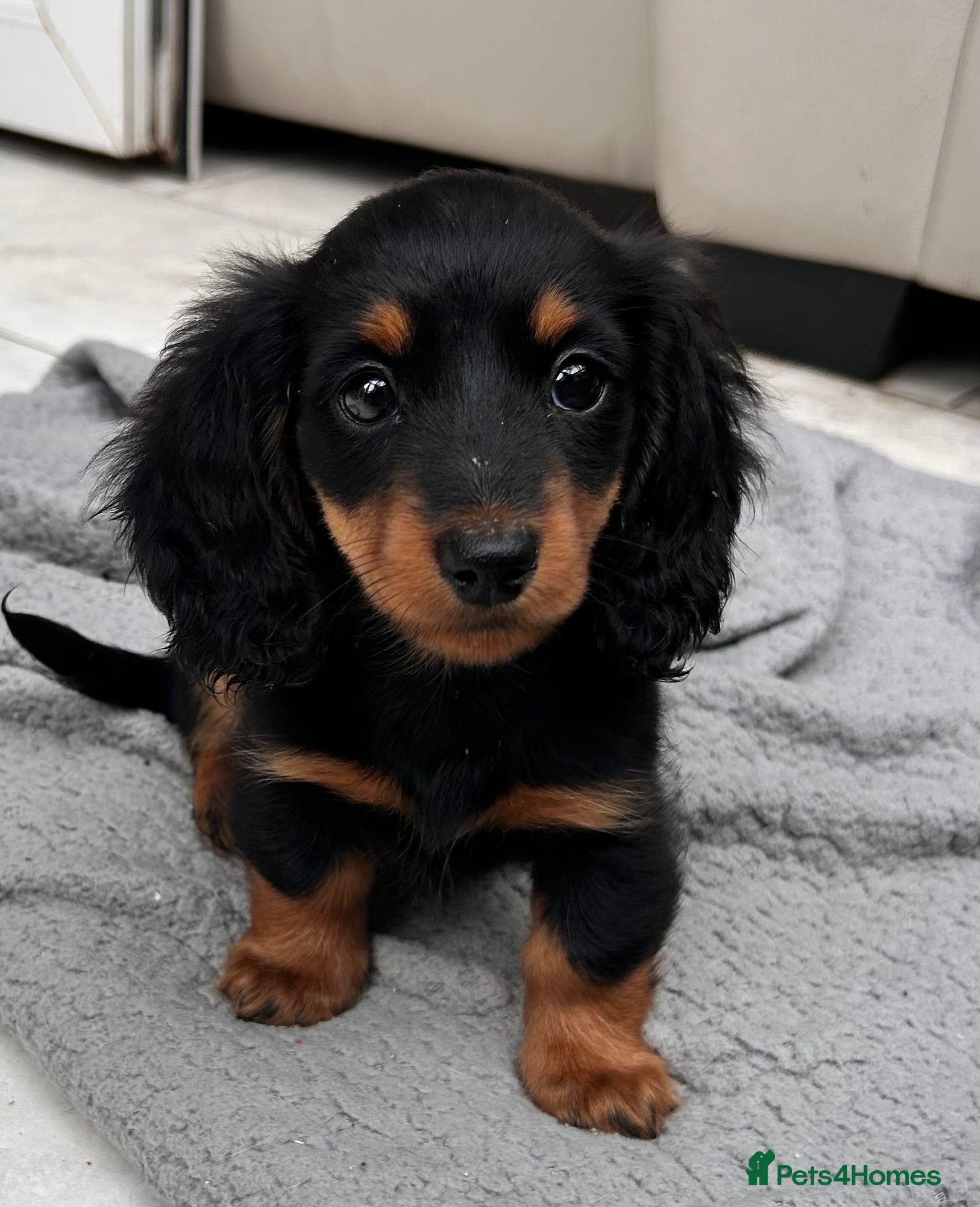 Dachshund dogs Miniature Long-haired Dachshund Girls  - Advert 1