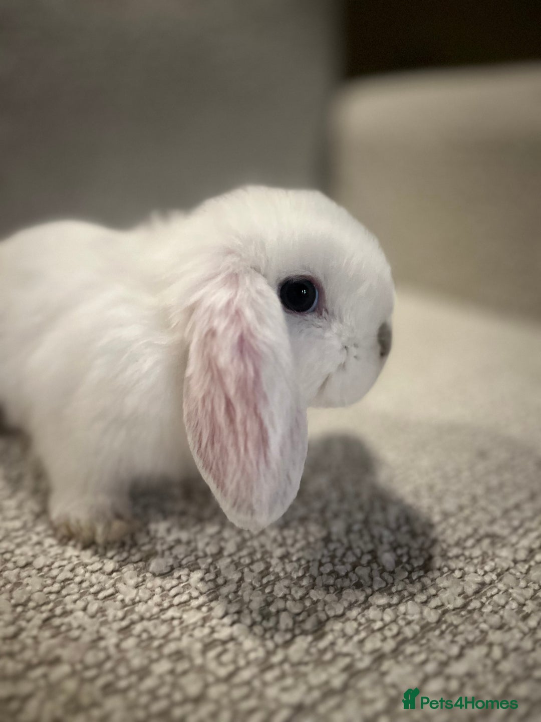 Mini Lop rabbits for sale: 8 week old Mini lop doe - Advert 2