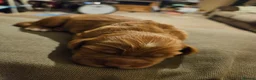 Cocker Spaniel dogs for sale: Beautiful Red Working Cocker Spaniel Puppies - Advert 7