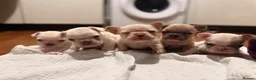French Bulldog dogs for sale: Frenchie puppy’s  - Advert 3