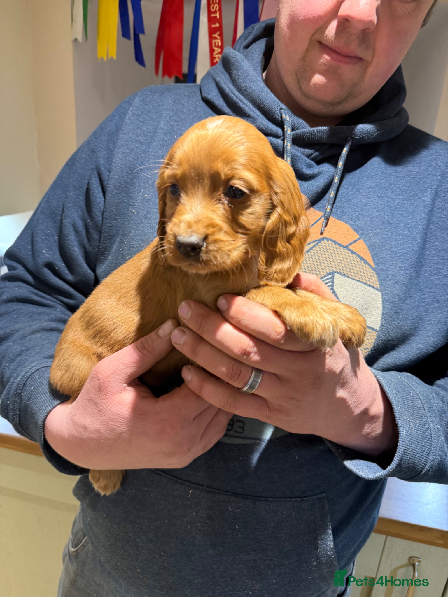 Cocker Spaniel dogs Stunning cocker spaniels  - Advert 13