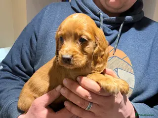 Cocker Spaniel dogs Stunning cocker spaniels - Advert 13