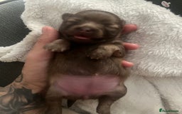Pomeranian dogs for sale: 4 beautiful Russian toy Pom puppies - Image 1