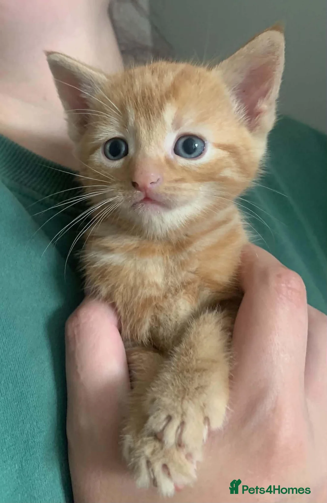 Mixed Breed cats for sale: Female ginger kitten  - Advert 2