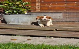 Sprocker dogs for sale: Hendrix the male sprocker available. - Image 10