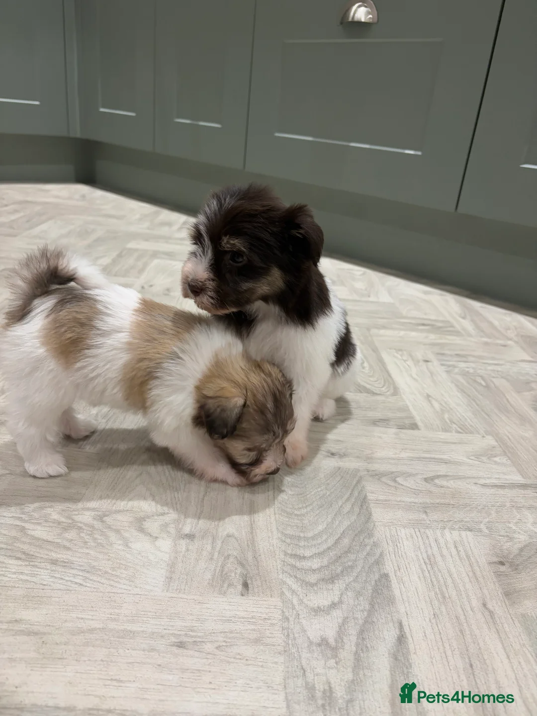 Miniature Schnauzer dogs for sale: SOLD KC Reg Miniature Schnauzers - Advert 27