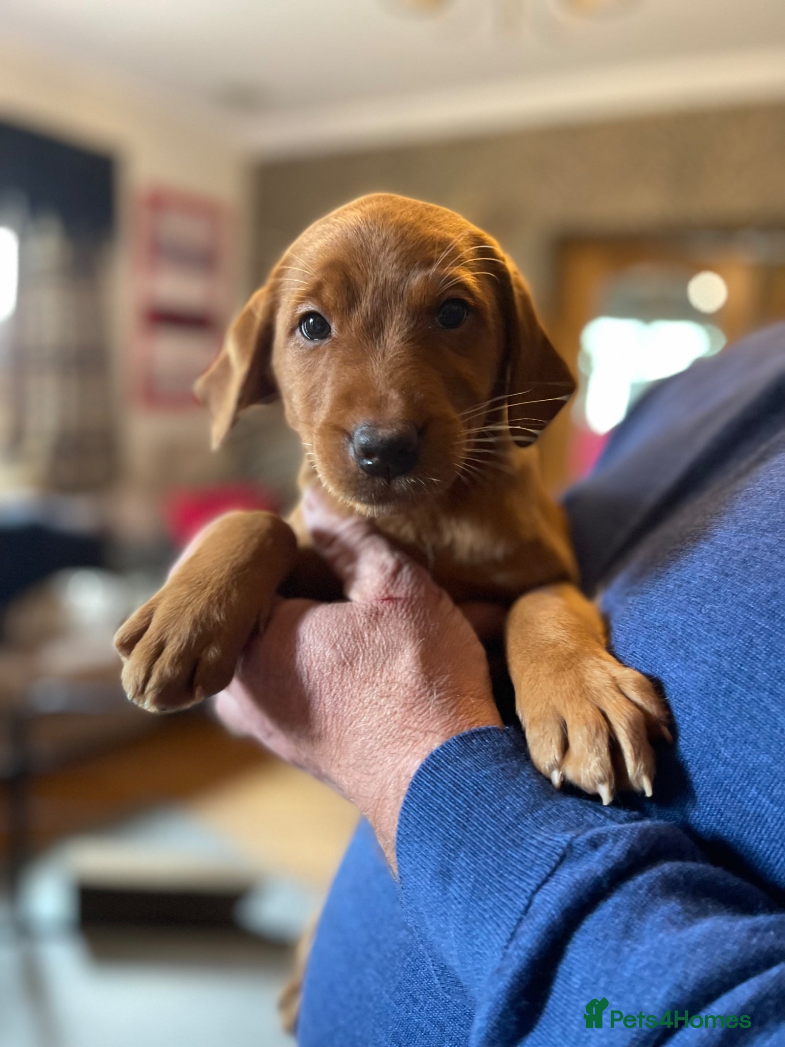 Labrador Retriever dogs for sale: KC Stunning Dark Fox Red Labrador Puppies - Advert 6