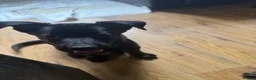 Belgian Shepherd Dog dogs for sale: last Belgian shepherd Harry READY TO GO - Advert 14