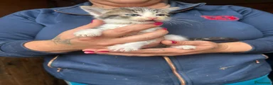 Mixed Breed 3