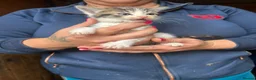 Mixed Breed cats for sale: Mixed breed kittens  - Advert 3