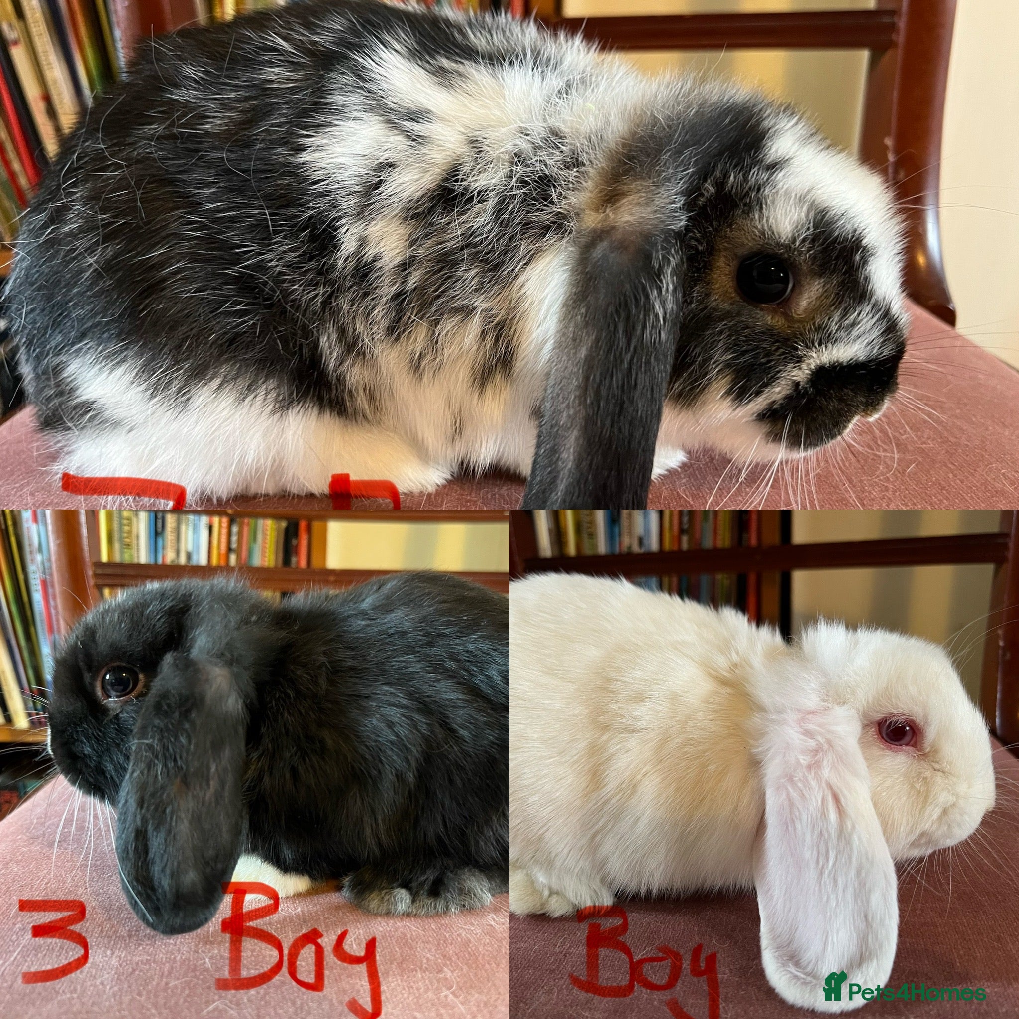 Mini Lop rabbits Lovely Mini Lop Babies - Advert 1