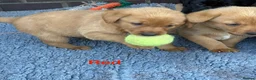 Labrador Retriever dogs for sale: Gorgeous KC  Fox Red pups for sale - Advert 15