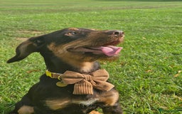Mixed Breed dogs for sale: 11thSeptember still available 7month old male dog  - Image 2