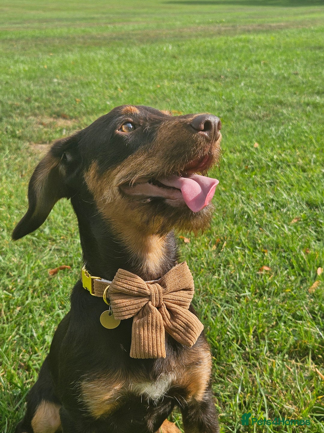 Mixed Breed dogs for sale: 11thSeptember still available 7month old male dog  - Image 2
