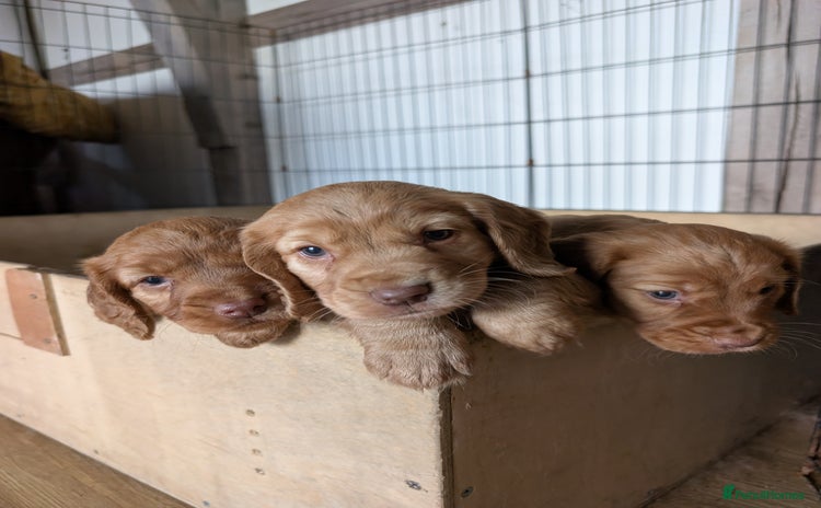 Cocker Spaniel dogs - Advert 9
