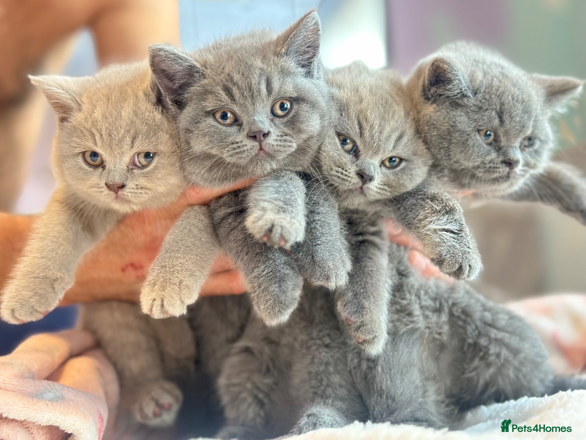 British Shorthair cats GCCF registered kitten - Advert 1