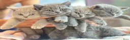 British Shorthair cats for sale: GCCF registered kitten - Advert 1