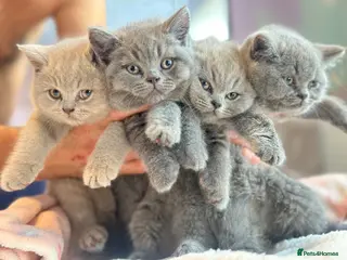 British Shorthair cats GCCF registered kitten - Advert 1