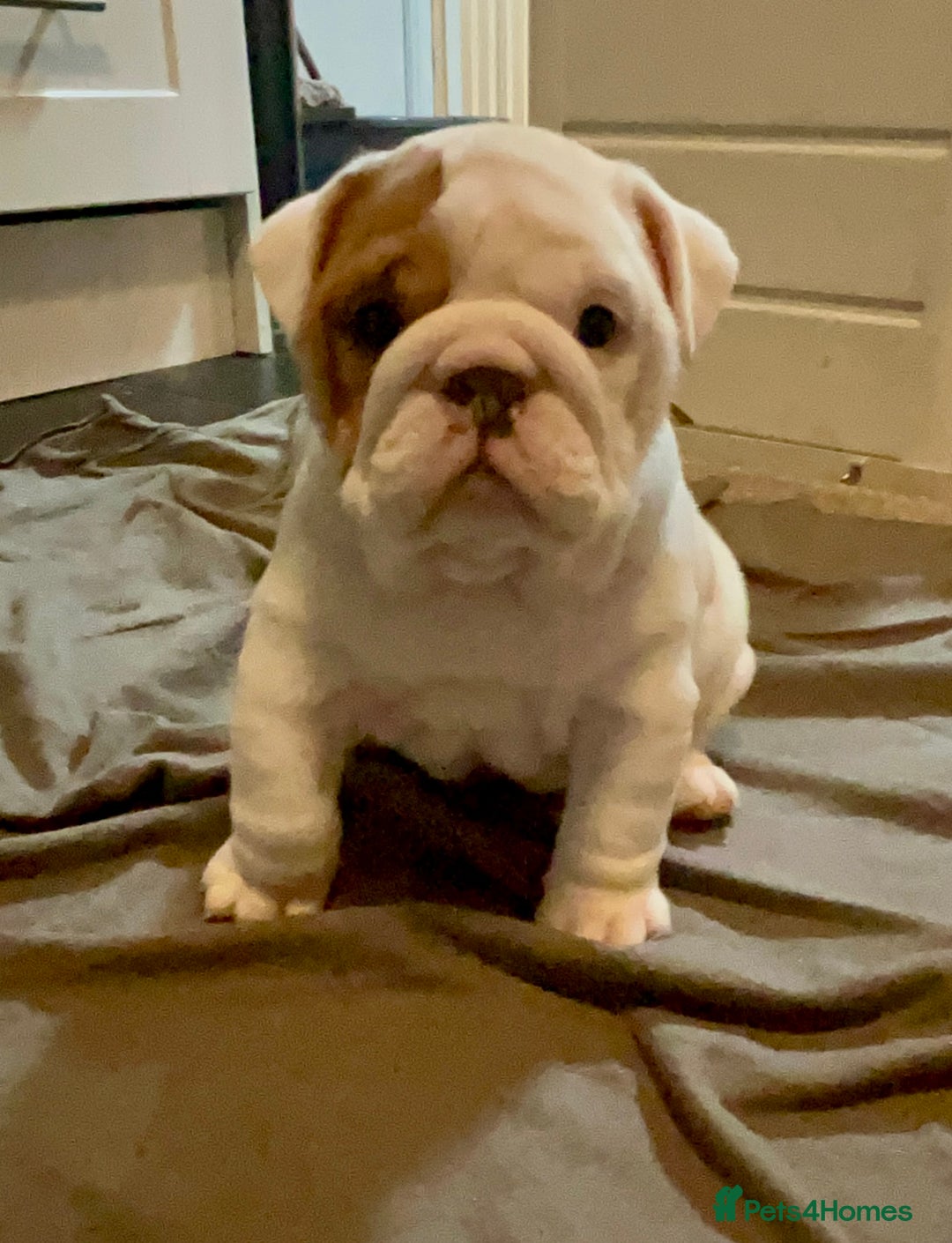 English Bulldog dogs for sale: Champion Sired KC Reg Bulldog Puppies  - Advert 9