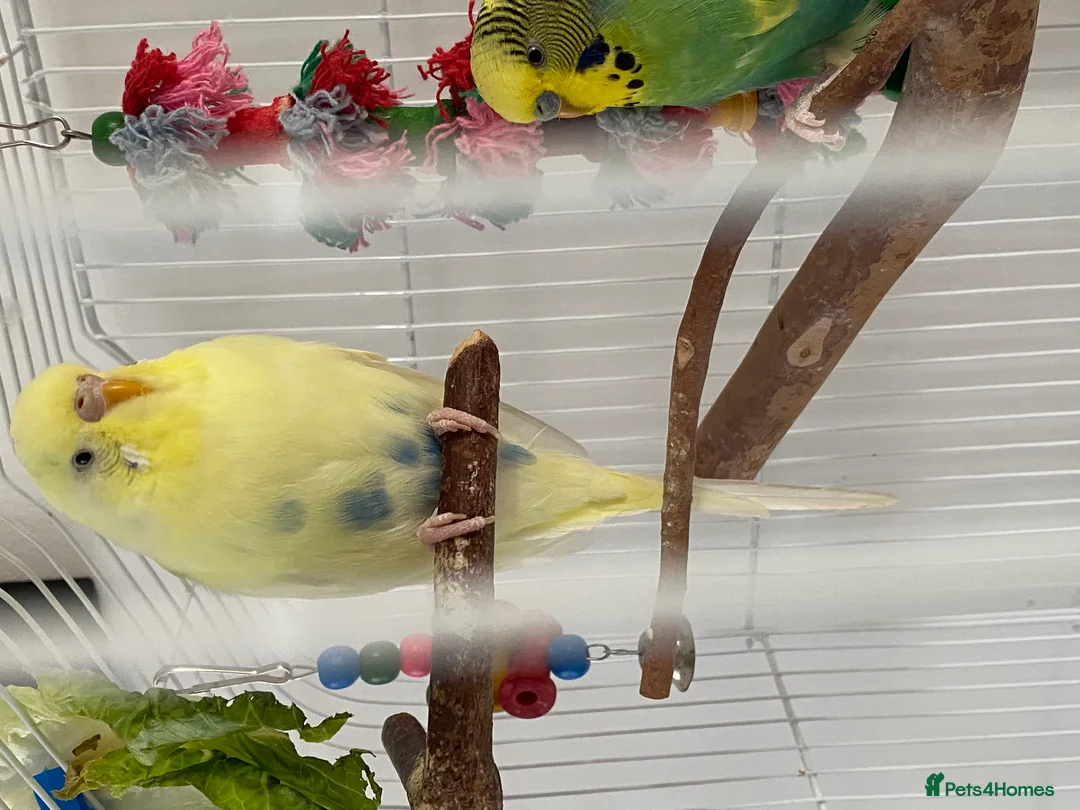 Budgerigars birds for sale: Pair of Budgies in Newbury - Advert 4