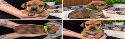 Chiweenie dogs for sale: Chiweenie pups - Advert 4