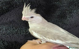 Cockatiels birds for sale: Silly hand tamed baby cockatiels for sale  - Image 6